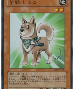 Shiba Guerrero Taro | YAP1-JP009